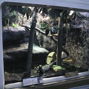 May. 2017 - Reptile House - (New Exhibit) Lace Monitor Exhibit