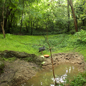 May. 2017 - Jungle Trails - Crested Screamer Exhibit