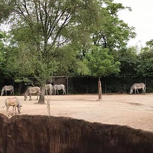 Red Rocks- Grevy's Zebra