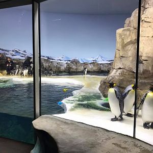 Helzburg Penguin Plaza