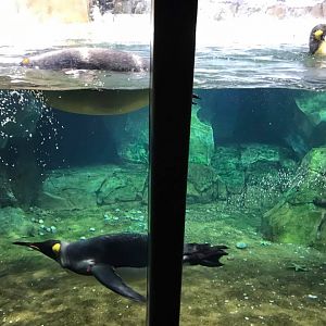 Helzburg Penguin Plaza