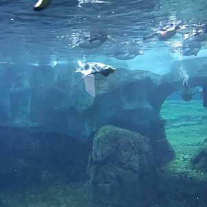 Helzburg Penguin Plaza