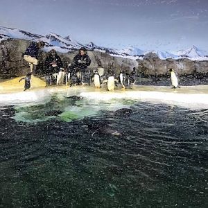 Helzburg Penguin Plaza