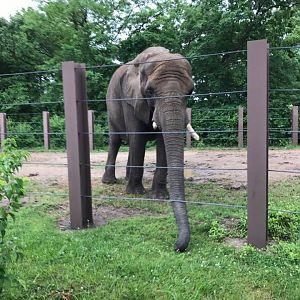 Africa- African Elephant