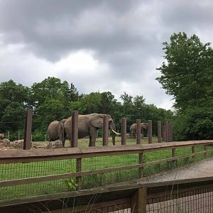 Africa- African Elephant