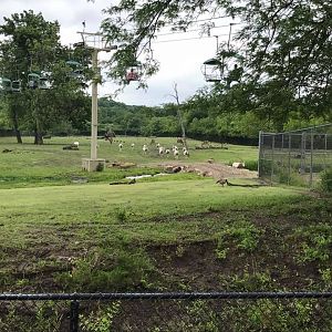 Africa- Scimitar-Horned Oryx/Eland/Lesser Kudu/Springbok