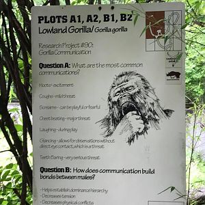 Africa- Gorilla