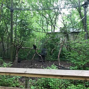 Africa- Black Mangabey