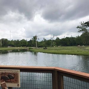 Africa- Scimitar-Horned Oryx/Eland/Lesser Kudu/Springbok