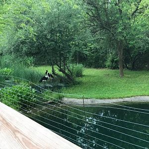 Africa- Saddle-Billed Stork