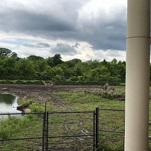 Africa- Reticulated Giraffe, Grant's Zebra, Ostrich