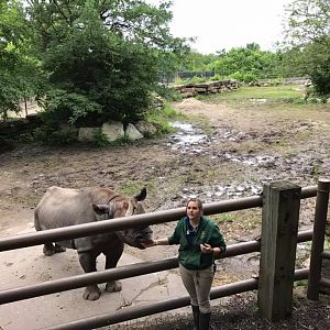 Africa- Black Rhinoceros