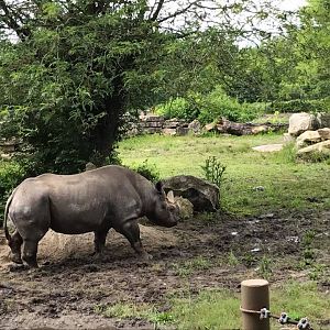 Africa- Black Rhinoceros
