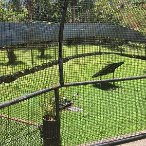 Sacred Ibis/Chicken Exhibit