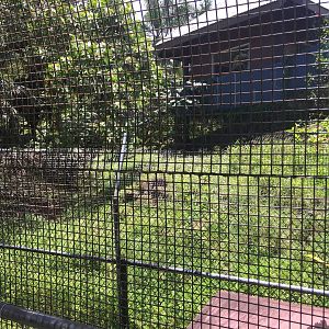 Giant Anteater Exhibit