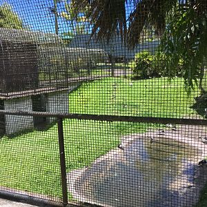 Radjah Shelduck/Nene Exhibit