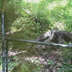 Giant Anteater
