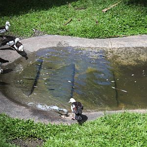 Radjah Shelducks
