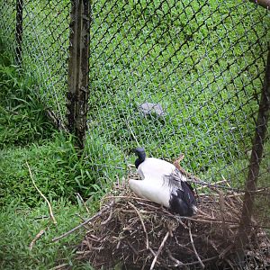 Nesting Ibis (on Waterfowl side)