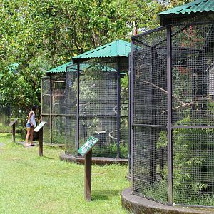 Parrot Cages