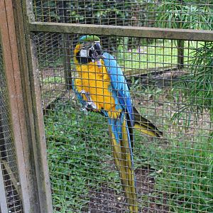 Blue and Gold Macaw