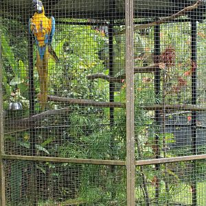 Blue and Gold Macaw Exhibit