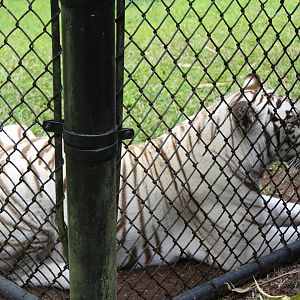 White "Bengal" Tiger