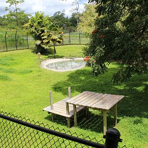 HUGE Tiger Exhibit (Back Side)