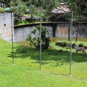 HUGE Tiger Exhibit (Even More!)