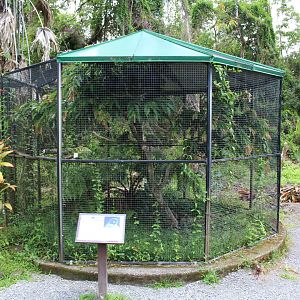 'Io (Hawaiian Hawk) Exhibit