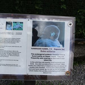 'Io (Hawaiian Hawk) Signage