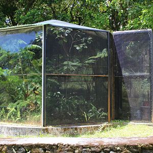 Former Hawai'i 'Amakihi Exhibit