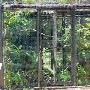 Prehensile-Tailed Skink Exhibit