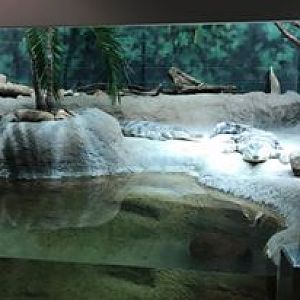 Africa- Slender-Snouted Crocodile