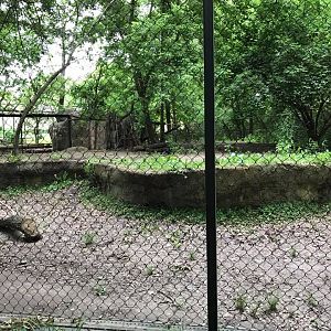 Africa- Guinea Baboon