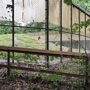 Africa- Guinea Baboon