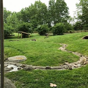 Africa- Guinea Baboon