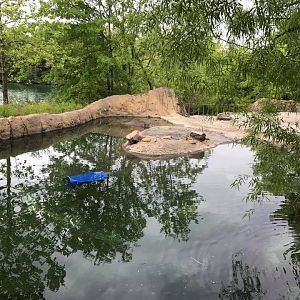 Africa- Nile Hippopotamus