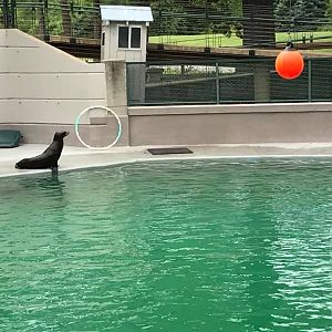 Sea Lion Pool