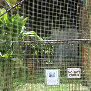 Turkey Vulture Exhibit