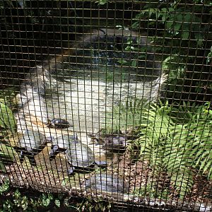 Red-Eared Sliders/Yellow-Spotted Amazon River Turtles