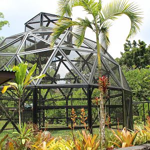 Spider Monkey "Primadome"