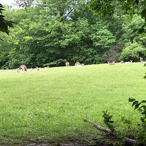 Australia- Red Kangaroo