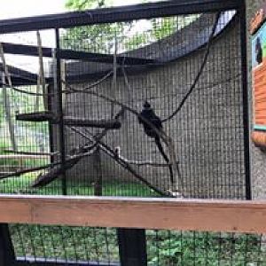 Tiger Trail- Francois Langur