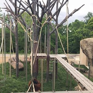 Orangutan Canopy