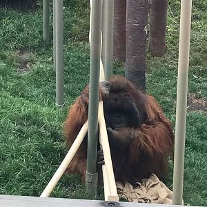 Orangutan Canopy