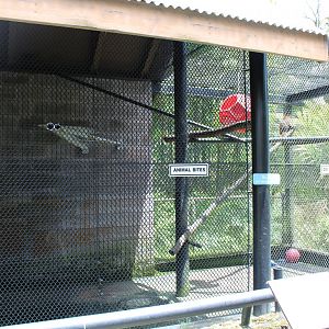 Brown Capuchin Exhibit