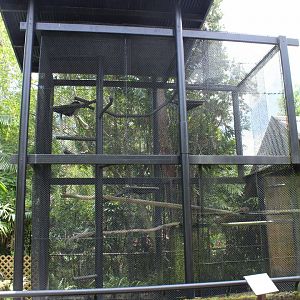 Guereza Colobus Exhibit