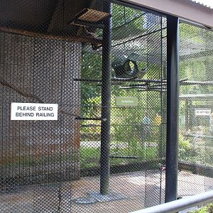 White-Faced/White-Fronted Capuchin Exhibit