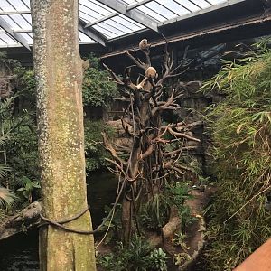 Lied Jungle- White-Handed Gibbon